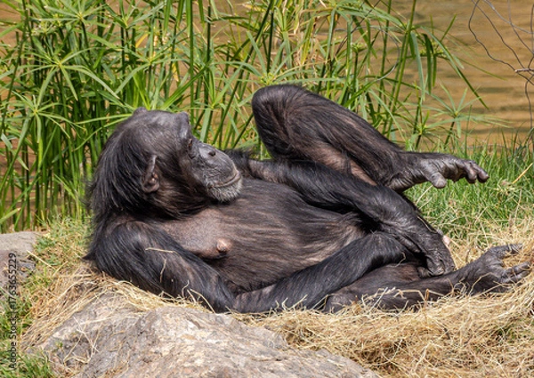 Fototapeta Chimpanzee relaxing (Pan troglodytes verus)