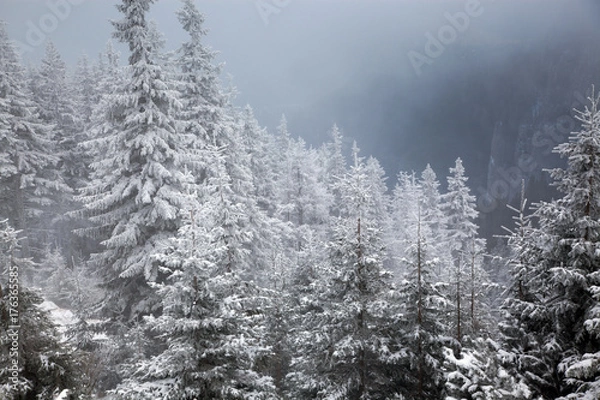 Fototapeta winter landscape with snowy fir trees in the mountains