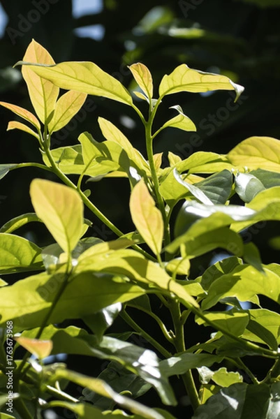 Fototapeta Green young avocado leaf 
