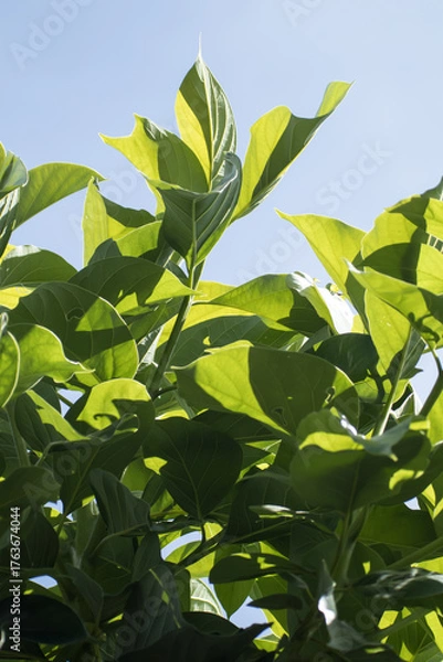 Obraz Green young avocado leaf 