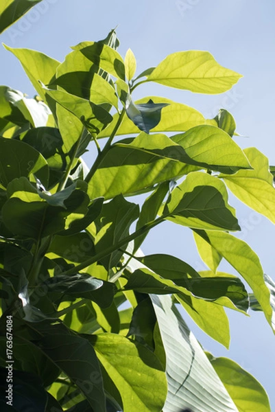 Fototapeta Green young avocado leaf 
