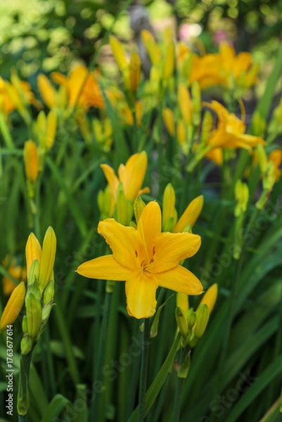 Fototapeta yellow daylily blooming in a summer garden