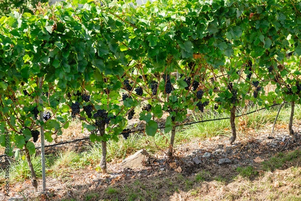 Fototapeta Horizontal rows of grapevines with clusters of dark grapes ripening in the sunlight, photographed in the steep terraced vineyards of the Moselle Valley suggesting an upcoming harvest.