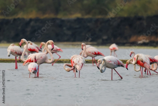 Obraz Flock of birds seagulls, pelicans, flamingos in flight on the water cormorants