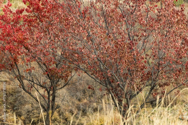 Fototapeta Tree with red leaves stands amid dried grass in autumn landscape. Seasonal change, natural environment and ecosystem dynamics.
