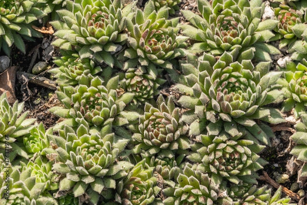 Fototapeta Sempervívum is a genus of flowering plants in the Crassulaceae family. Using succulents in outdoor spaces can create eco-friendly and low-maintenance gardens.