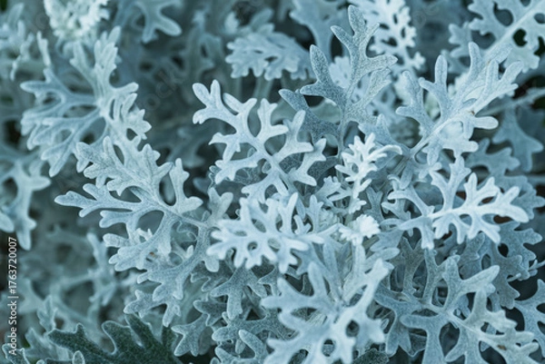 Fototapeta Close-up of Jacobaea maritima with an intricate pattern of gray-blue leaves in its natural environment. Natural abstract background.