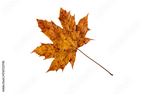 Fototapeta Dry brown autumn maple leaf with rain drops isolated transparent png