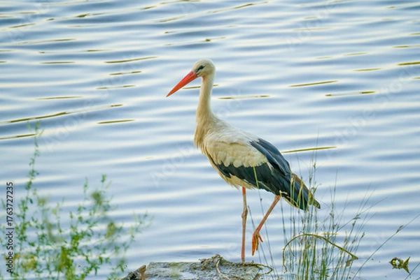 Fototapeta Stork walking in water at water's edge