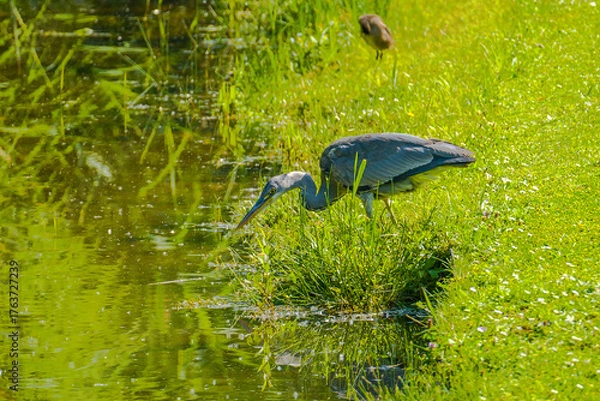 Fototapeta Sunlit heron hunting by a pond
