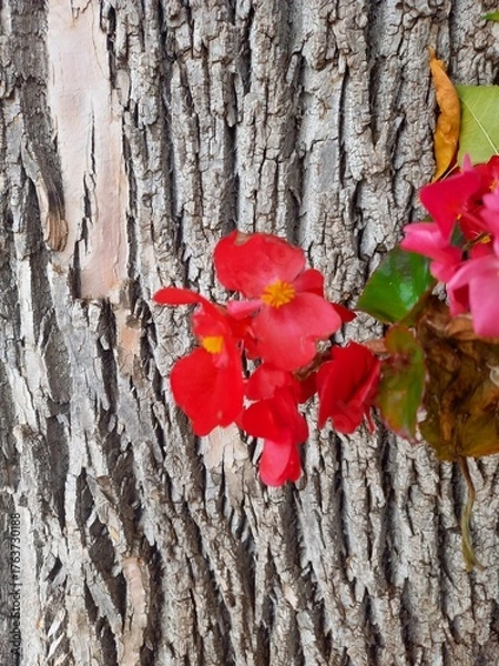 Obraz snow covered tree