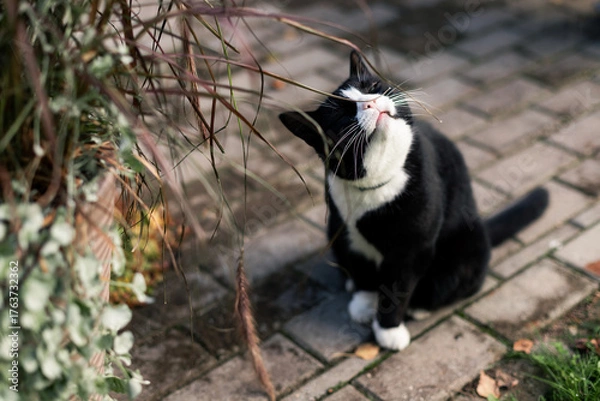 Fototapeta black cat with a white nose, neck, and paws sits in the courtyard of a private country estate by a clay flower pot on the pavement on a sunny autumn day, nibbling on dead flowers