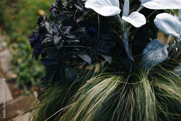 Fototapeta Close-up of green autumn plants in a clay flower pot on a sunny autumn day.
