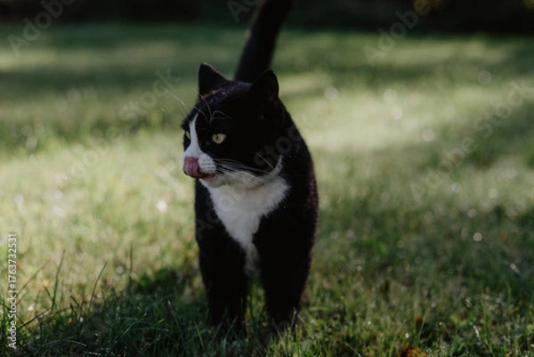 Fototapeta black cat with a white nose, neck, and paws walks through the wet green grass on a sunny autumn day, sticking out its tongue.