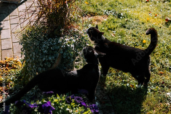 Fototapeta Two black domestic cats with white noses, necks, and paws are walking through the green grass of a private house's yard covered in colorful autumn leaves and nibbling on flowers from a clay flower pot