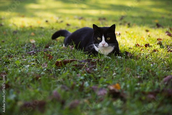 Fototapeta black cat with a white nose, neck and paws lies in green grass covered with colorful autumn leaves on a sunny autumn day.