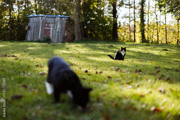 Fototapeta Two black domestic cats with white noses, necks and paws are sitting on green grass in the yard of a private house where colorful autumn leaves have fallen.