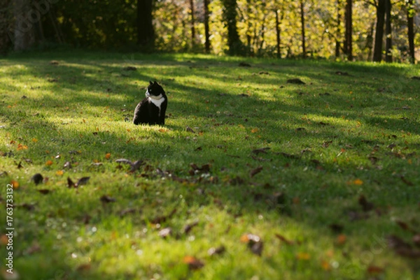 Fototapeta beautiful, majestic black domestic cat with a white nose, neck and paws sits in green grass covered with colorful autumn leaves, with the rays of the autumn sunset shining through the tree branches.