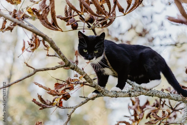 Fototapeta black cat with a white nose, neck, and paws has crept up a tree branch covered in colorful autumn leaves.