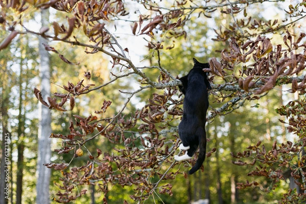Fototapeta black cat with a white nose, neck, and paws has climbed onto a tree branch covered in colorful autumn leaves and is hanging from it.