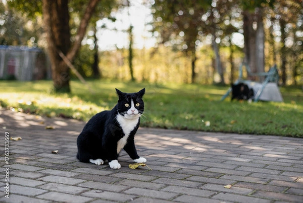 Fototapeta Two black domestic cats with white noses, necks and paws, one of the cats sitting on a gray pavement while the other walks on green grass.