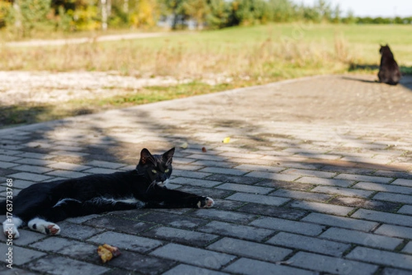 Fototapeta black cat with a white neck and paws lies on a gray cobblestone in the yard of a rural homestead. A second black cat in the background.