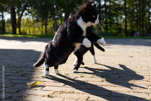Fototapeta Two black cats with white necks and paws are playing in the sunlight on the gray cobblestones of a rural farmyard.