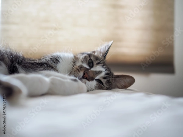 Obraz ベッドの上でくつろぐ可愛い猫
