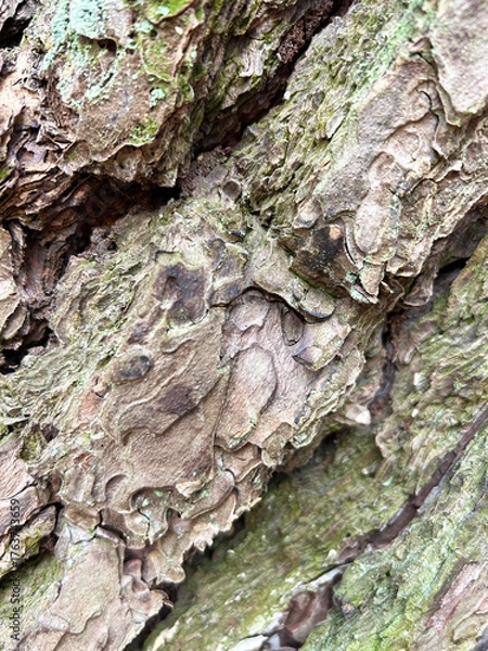 Fototapeta 樹皮のアップ