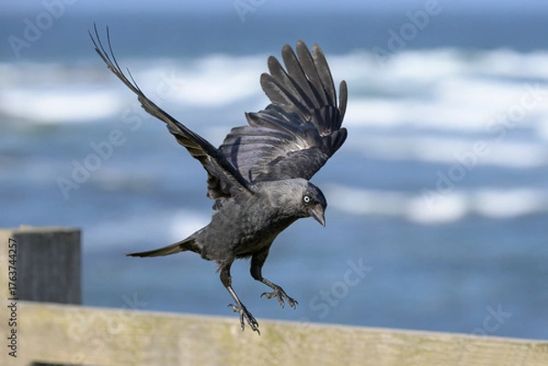 Fototapeta Jackdaw in flight