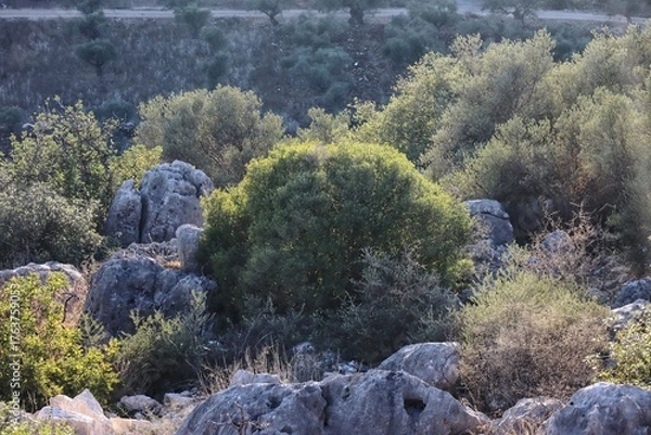Fototapeta pine tree in the mountains