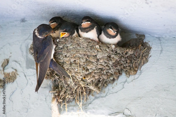 Fototapeta Birds and animals in wildlife. The swallow feeds the baby birds nesting