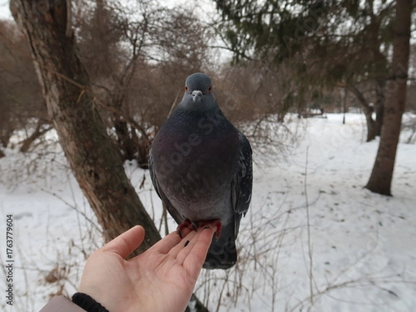 Fototapeta pigeon on the hand