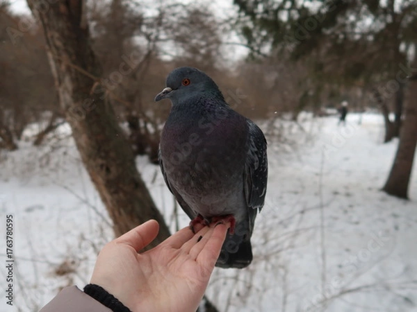 Obraz dove on the hands