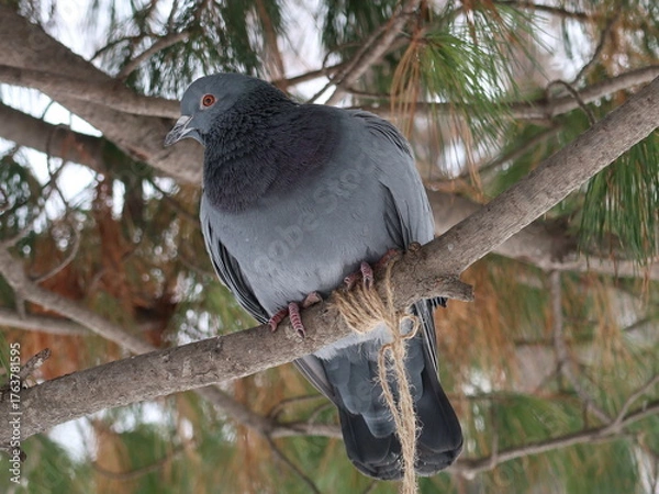 Fototapeta pigeon on a branch