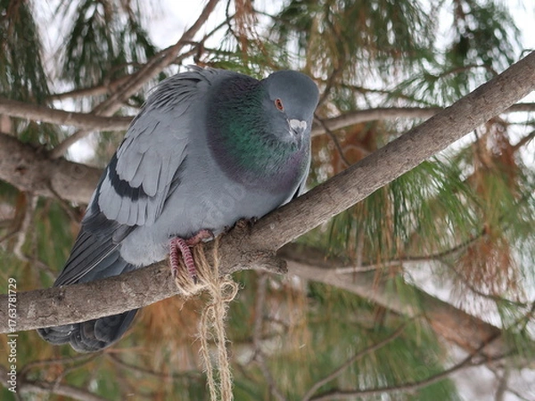 Fototapeta pigeon on a tree