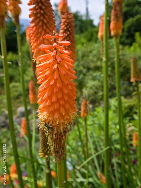 Fototapeta Detailed torch lily bloom with fiery orange petals and lush green background, symbol of tropical warmth.