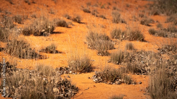 Obraz grass in the sand
