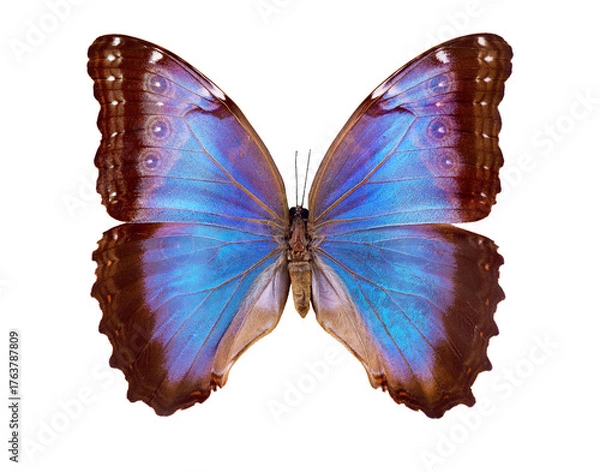 Obraz Blue Morpho butterfly isolated on a transparent background