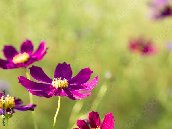Fototapeta コスモス