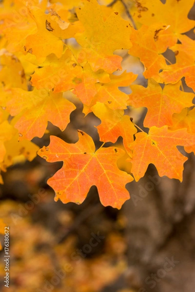 Obraz Falls Colors - Orange