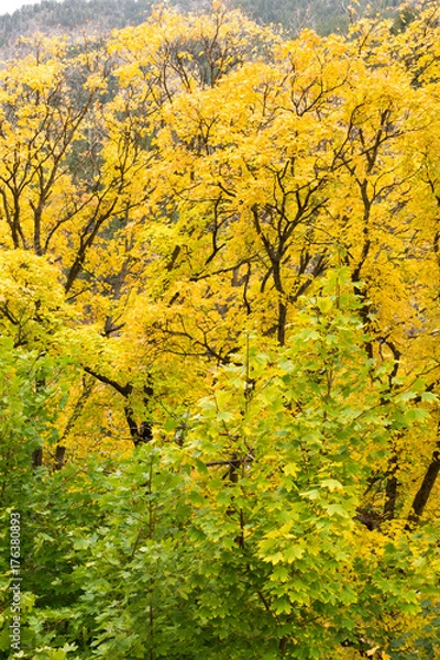 Obraz Yellow and Green Leaf Trees