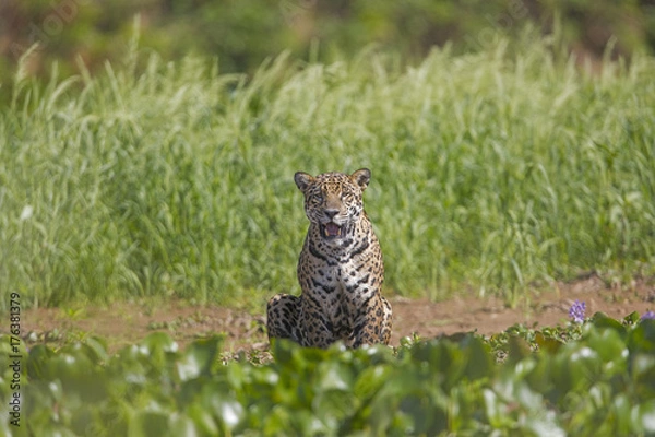 Obraz Jaguar beobachtet die Beute