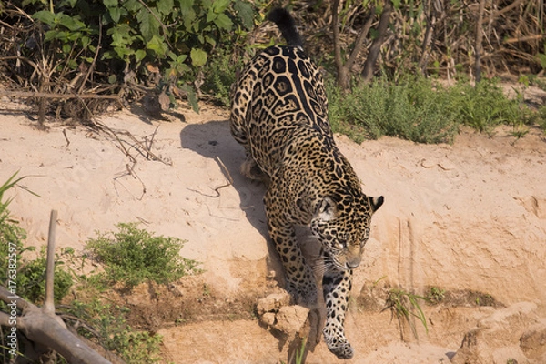 Obraz Jaguar springt von der Sandbank