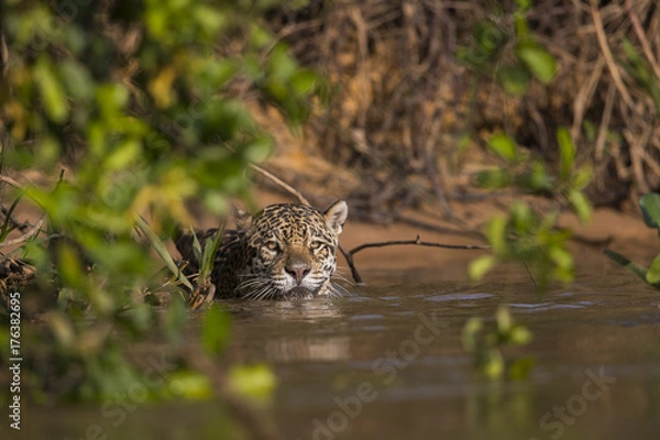 Obraz Jaguar beobachtet die Beute