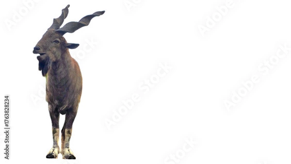 Fototapeta Markhor (Capra falconeri) Isolated on a White Background with Copy Text Space. Majestic Markhor Wild Goat Element for Wildlife Posters, Cultural Themes of Pakistan, and Nature-Inspired Design.PNG File