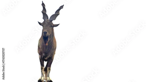 Fototapeta Markhor (Capra falconeri) Isolated on a White Background with Copy Text Space. Majestic Markhor Wild Goat Element for Wildlife Posters, Cultural Themes of Pakistan, and Nature-Inspired Design.PNG File
