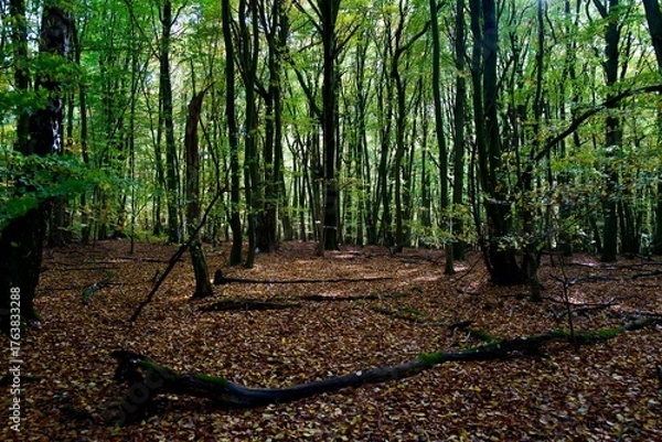 Obraz Forest in autumn