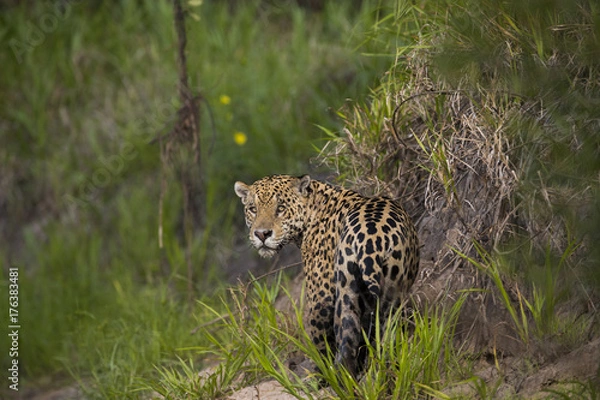 Obraz Jaguar beobachtet den Artgenossen