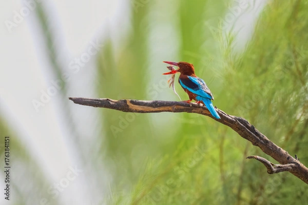 Fototapeta White-throated Kingfisher Halcyon smyrnensis bird isolated, also known as the white-breasted kingfisher, tree kingfisher. White throated kingfisher with its pray and flying action shot.